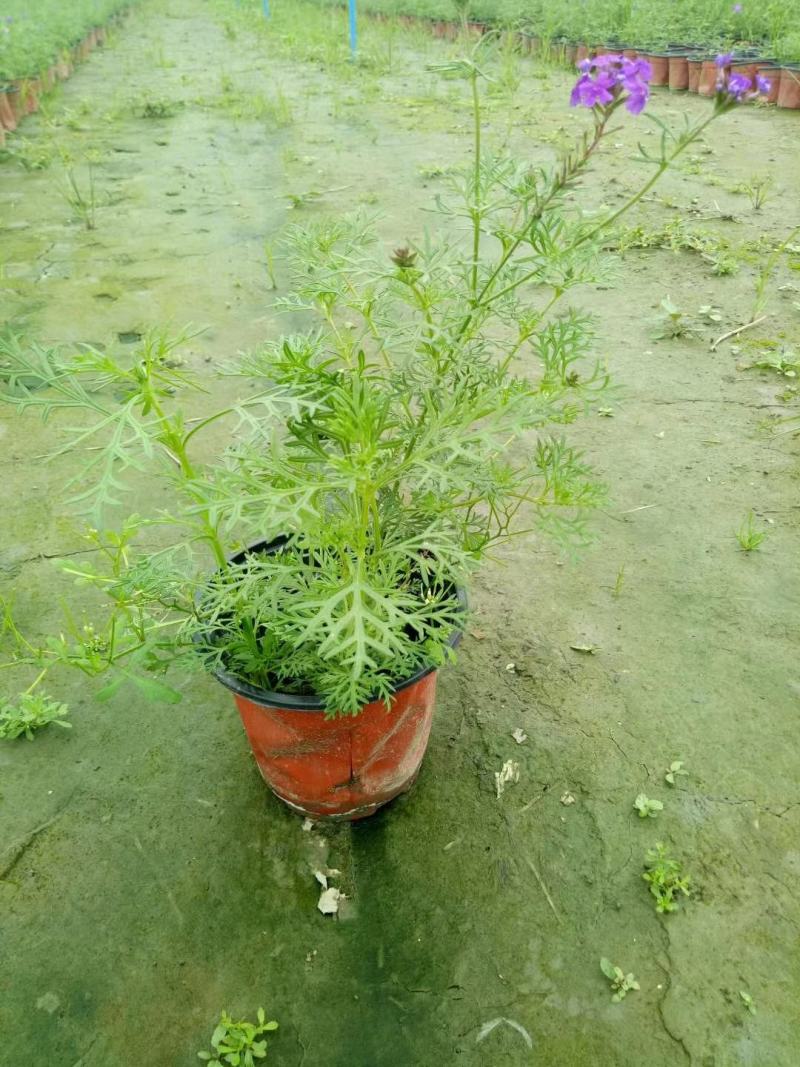 细叶美女樱花镜大小规格齐全成都温江基地供应