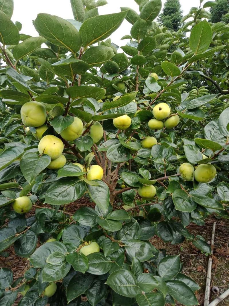 太秋甜柿苗，日本大秋高糖甜柿苗，无涩味采下即可食用甜柿