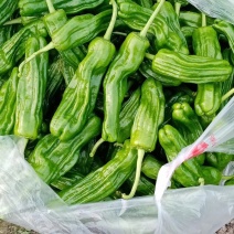 芜湖青椒大量上市电商直接对接精心分拣一条龙服