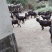 纯放养麻城本地黑山羊