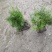 天门冬花镜植物大小规格齐全成都温江基地供应