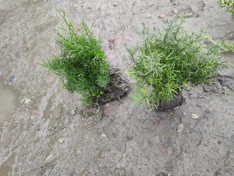 天门冬花镜植物大小规格齐全成都温江基地供应
