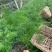 天门冬花镜植物大小规格齐全成都温江基地供应