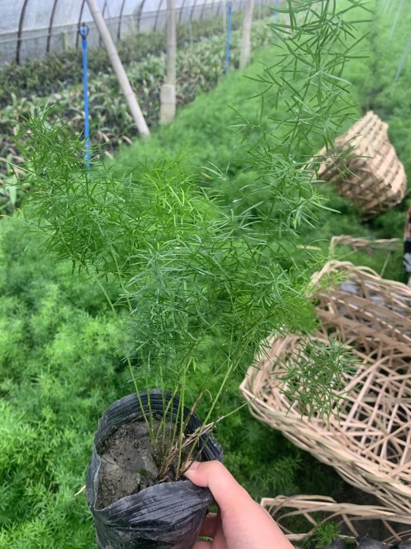 天门冬花镜植物大小规格齐全成都温江基地供应