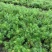 天门冬花镜植物大小规格齐全成都温江基地供应