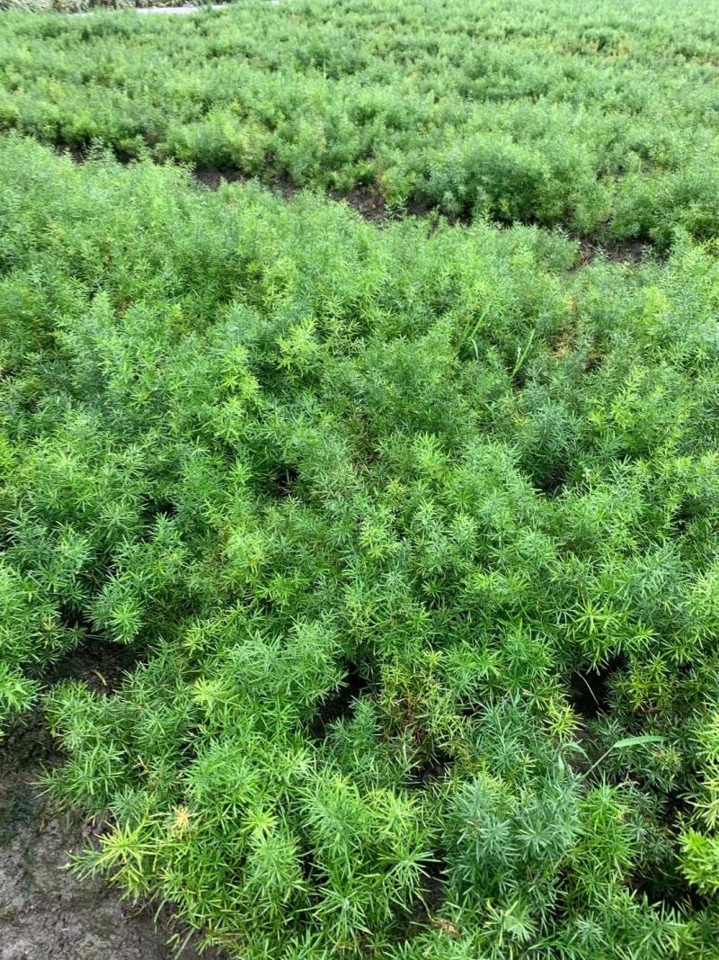 天门冬花镜植物大小规格齐全成都温江基地供应