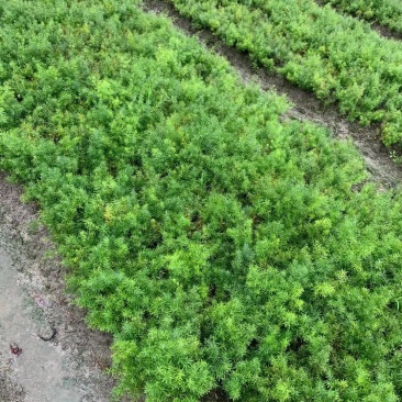 天门冬花镜植物大小规格齐全成都温江基地供应