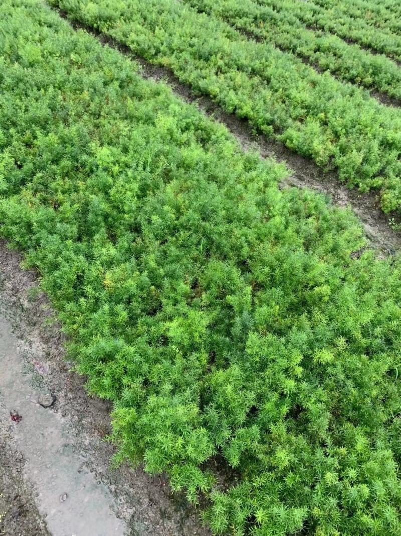 天门冬花镜植物大小规格齐全成都温江基地供应