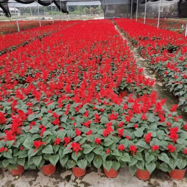 一串红时花数量百万大小规格齐全成都温江基地供应