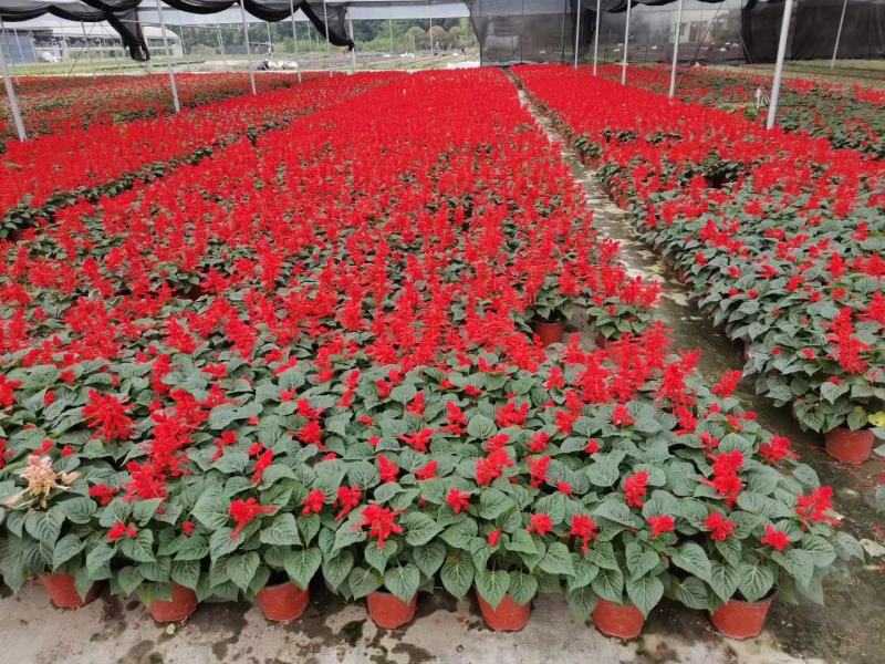 一串红时花数量百万大小规格齐全成都温江基地供应