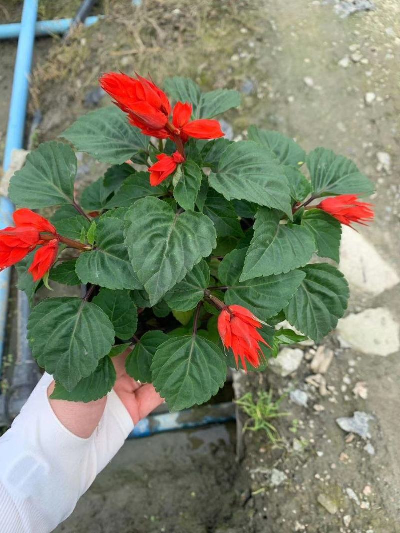 一串红时花数量百万大小规格齐全成都温江基地供应