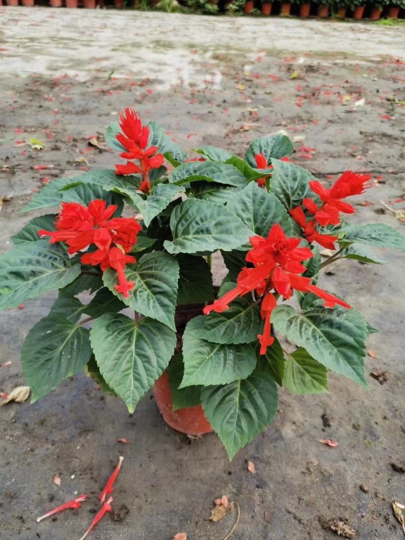 一串红时花数量百万大小规格齐全成都温江基地供应