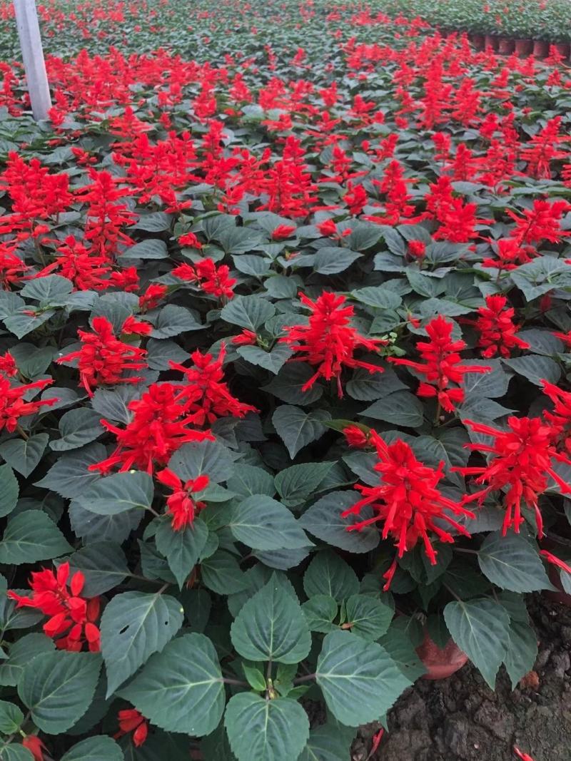 一串红时花数量百万大小规格齐全成都温江基地供应