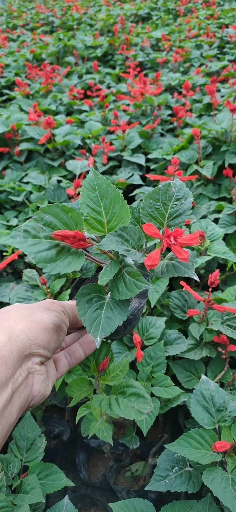 一串红时花数量百万大小规格齐全成都温江基地供应