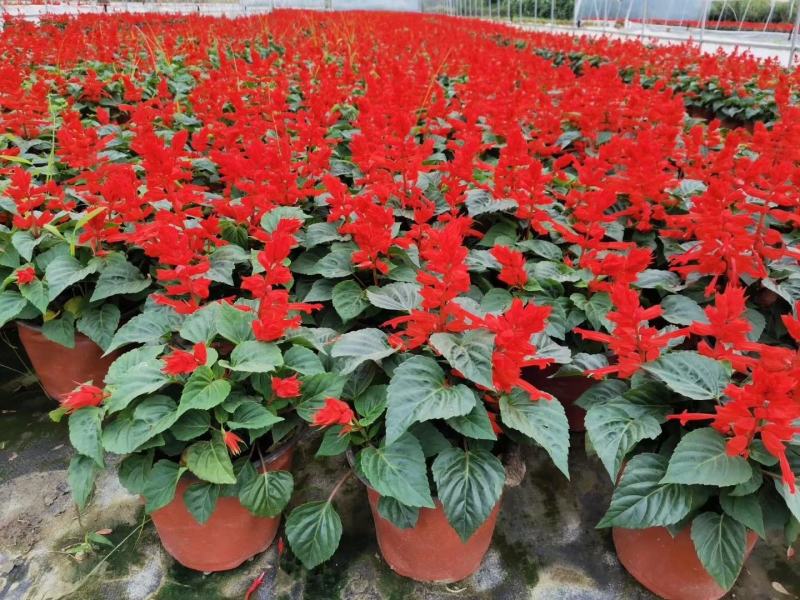 一串红时花数量百万大小规格齐全成都温江基地供应