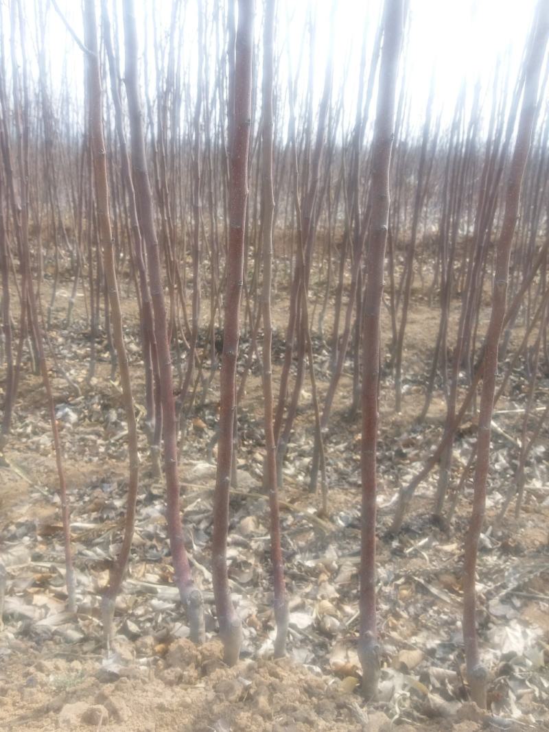 红富士苹果苗=《嫁接红富士苹果苗，樱》====出售苹果苗