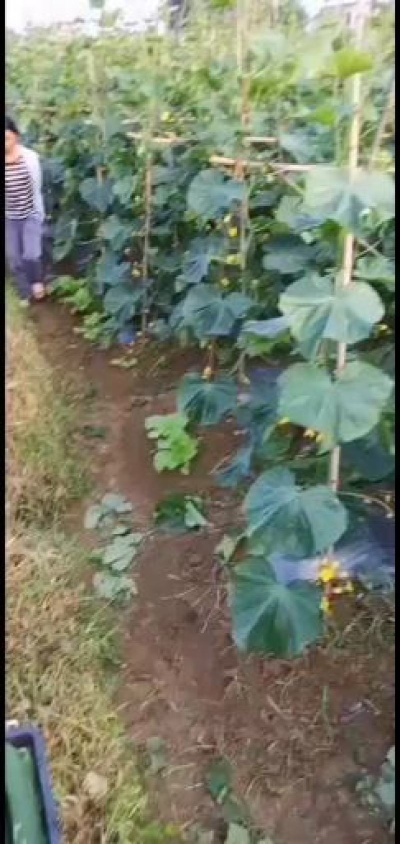 青瓜，大量供应，品质保证，诚信经营，服务至上