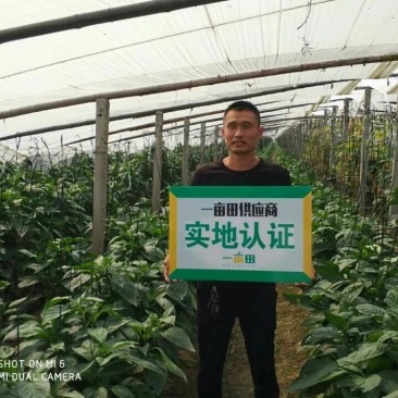 青椒，尖椒，保证质量，诚信报价，现摘现卖