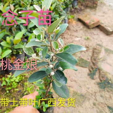 念子苗，桃金娘南北方种植盆栽，庭院，阳台，农场种植，