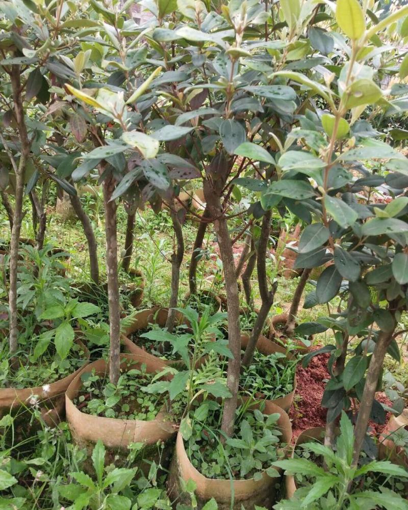 念子苗，桃金娘南北方种植盆栽，庭院，阳台，农场种植，