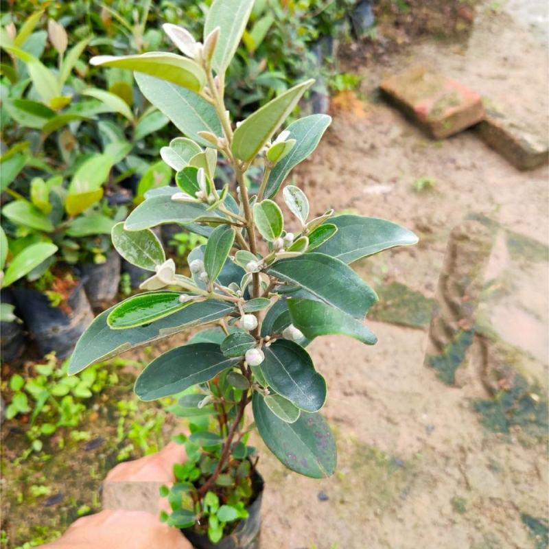 念子苗，桃金娘南北方种植盆栽，庭院，阳台，农场种植，