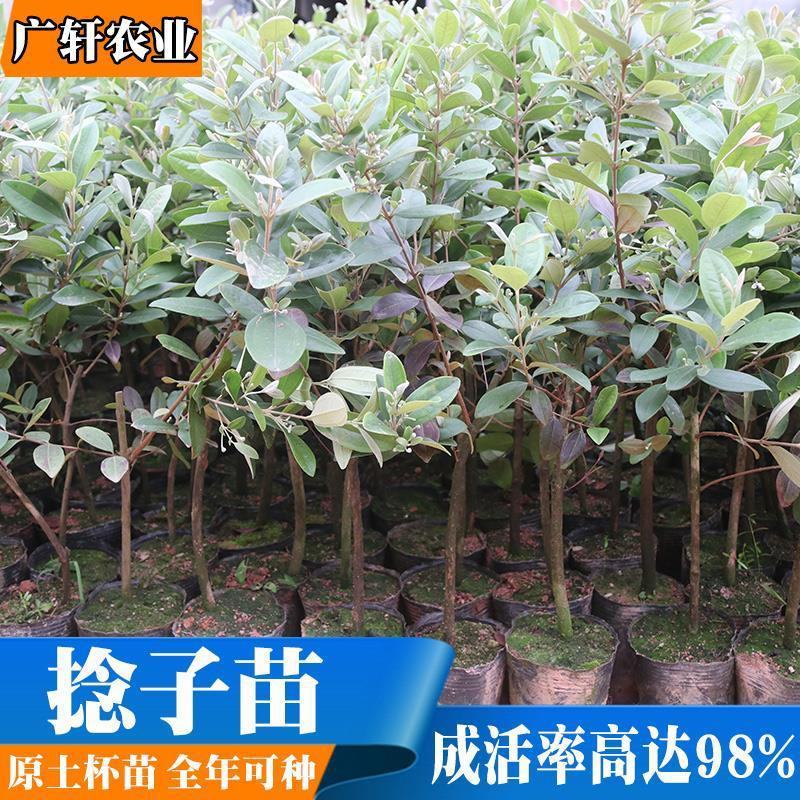 念子苗，桃金娘南北方种植盆栽，庭院，阳台，农场种植，