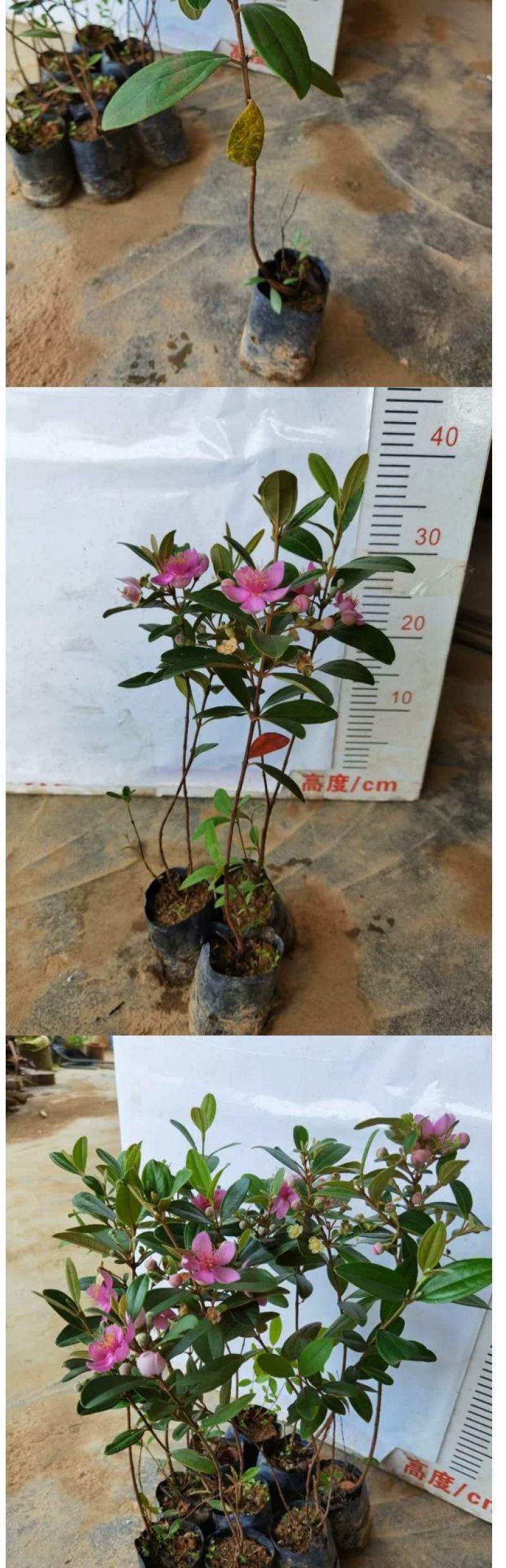 念子苗，桃金娘南北方种植盆栽，庭院，阳台，农场种植，