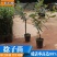 念子苗，桃金娘南北方种植盆栽，庭院，阳台，农场种植，