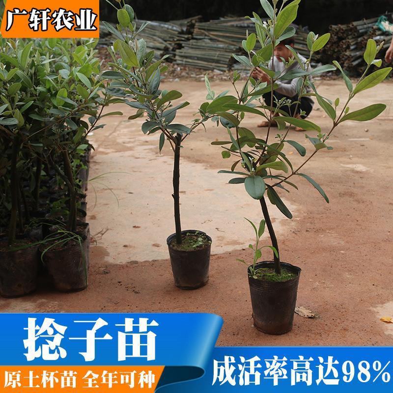 念子苗，桃金娘南北方种植盆栽，庭院，阳台，农场种植，