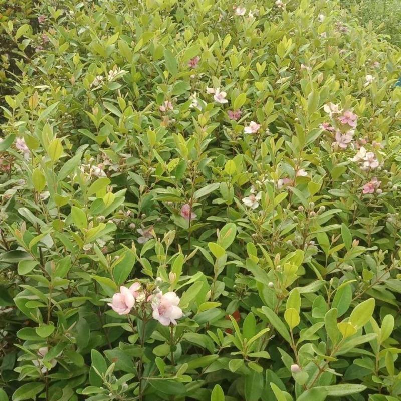 念子苗，桃金娘南北方种植盆栽，庭院，阳台，农场种植，