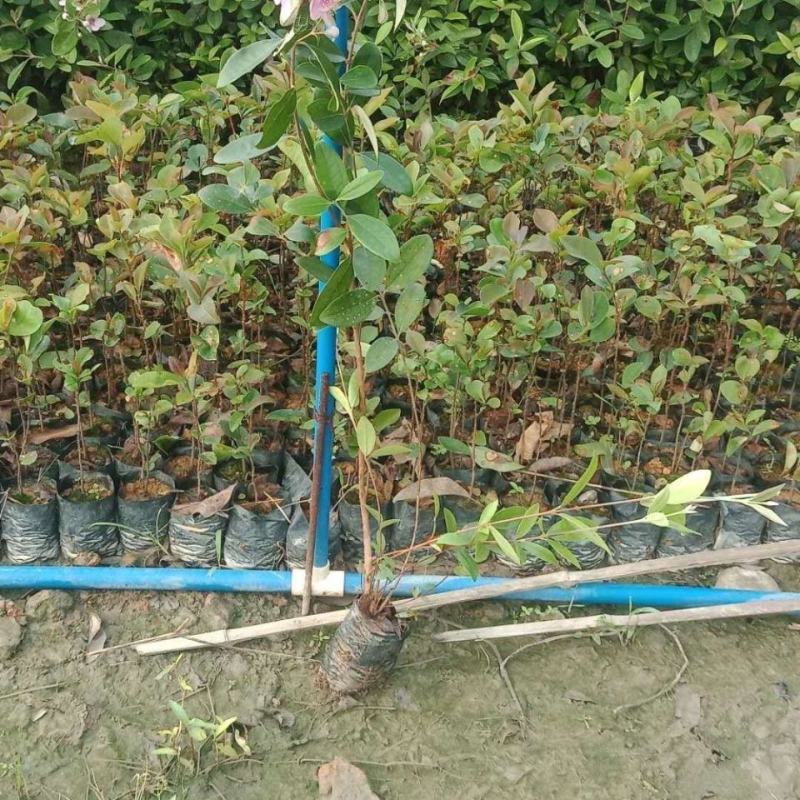 念子苗，桃金娘南北方种植盆栽，庭院，阳台，农场种植，