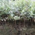 念子苗，桃金娘南北方种植盆栽，庭院，阳台，农场种植，