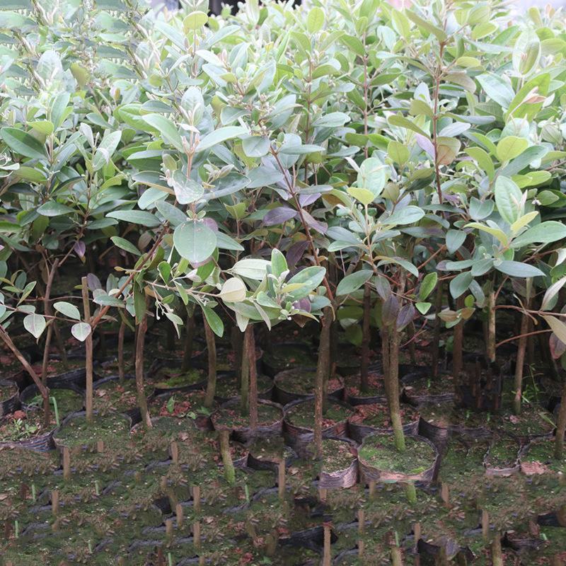 念子苗，桃金娘南北方种植盆栽，庭院，阳台，农场种植，
