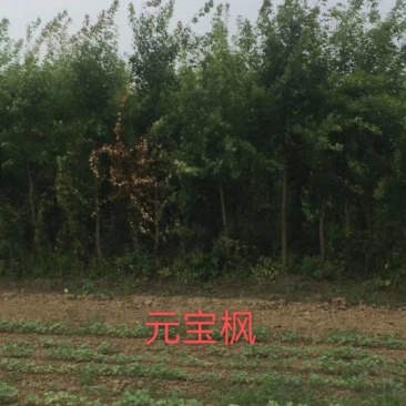 出售东北元宝枫2.3.4.5.6.7.8公分