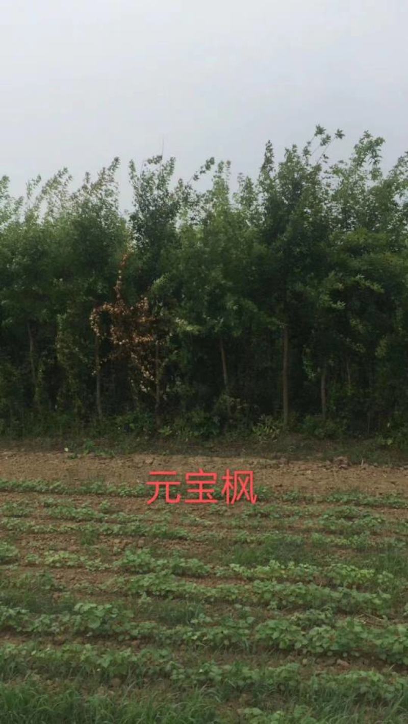 出售东北元宝枫2.3.4.5.6.7.8公分