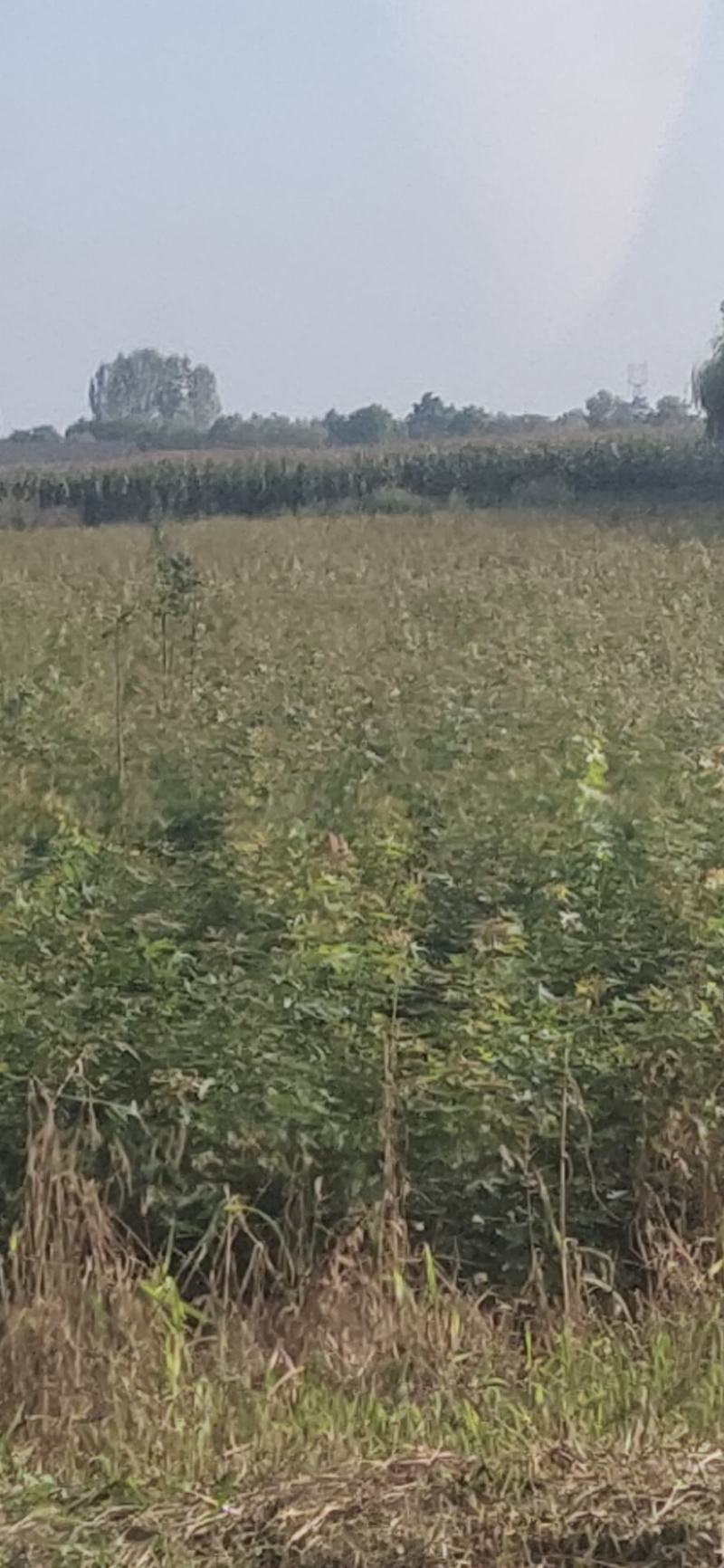 出售东北元宝枫2.3.4.5.6.7.8公分