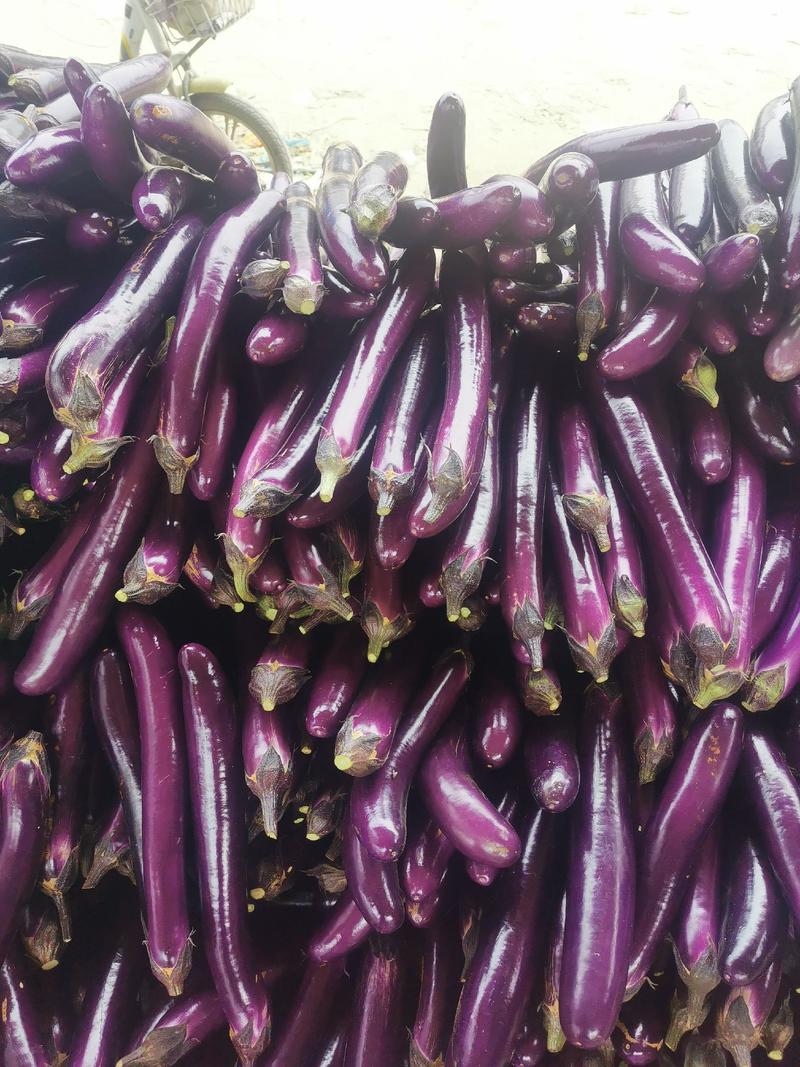 广茄，精品紫长茄，基地直发，一手货源，保质保量量大价优