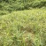 广西隆林山地小黄姜大量上市