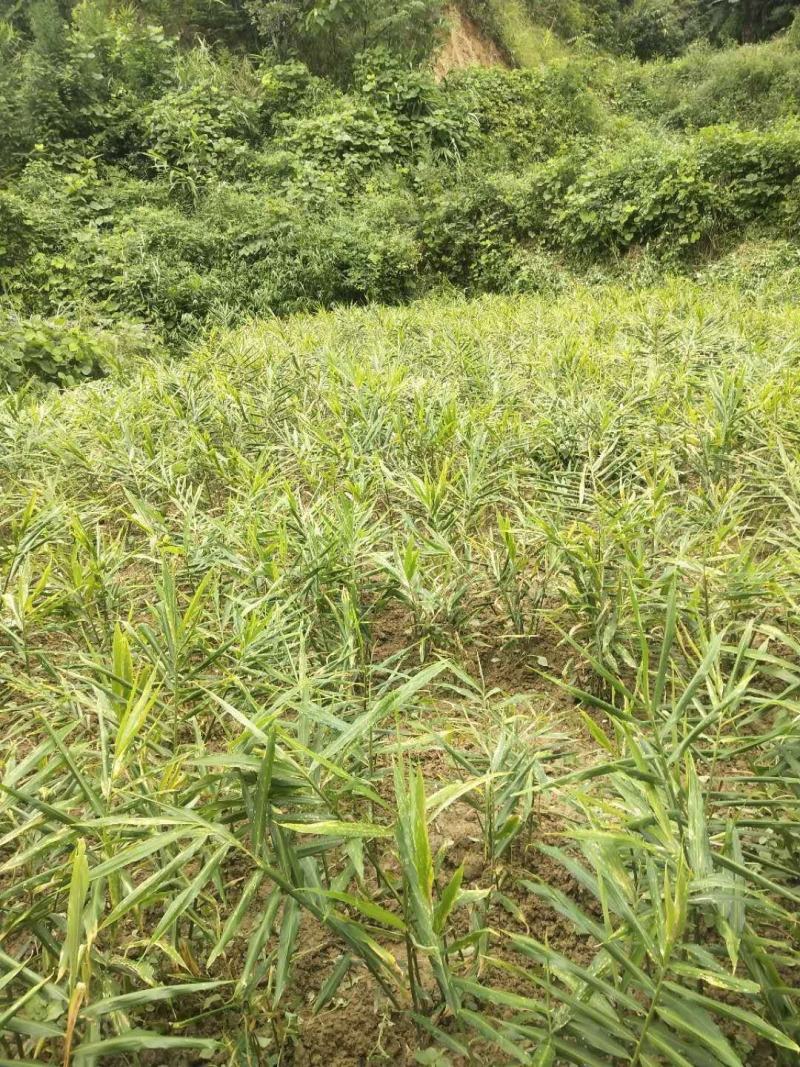 广西隆林山地小黄姜大量上市