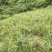 广西隆林山地小黄姜大量上市