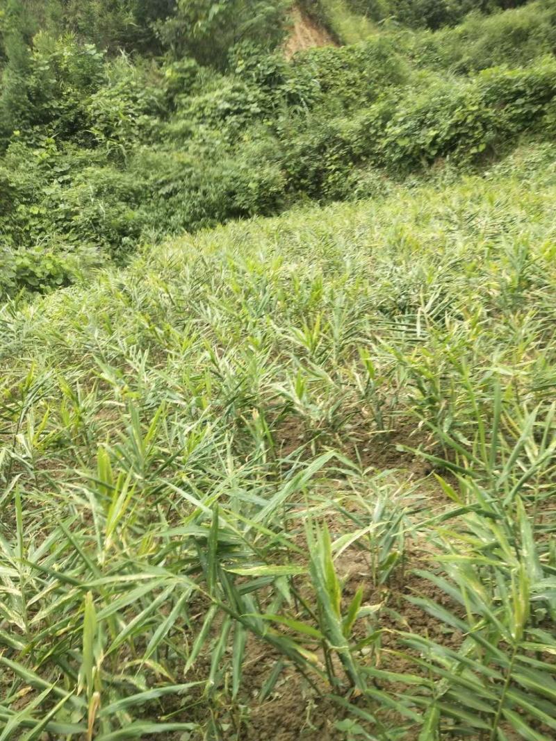 广西隆林山地小黄姜大量上市