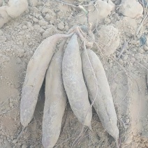 徐紫八紫薯，价格便宜的不能再便宜了