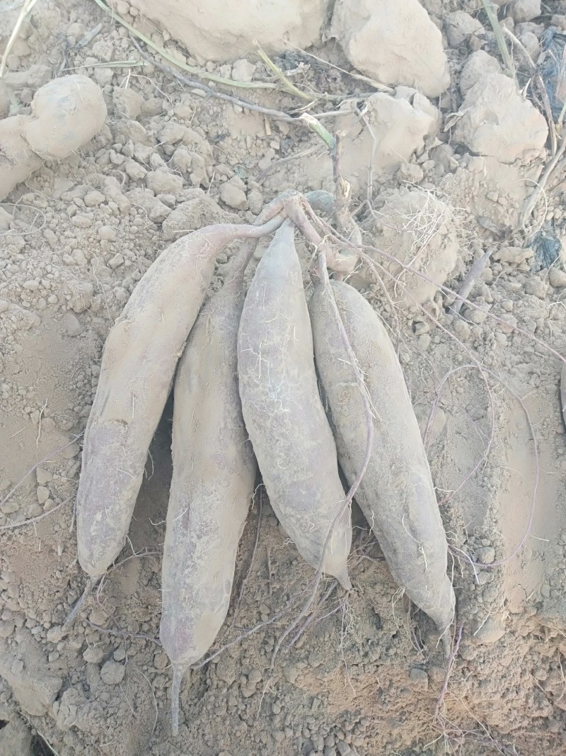 徐紫八紫薯，价格便宜的不能再便宜了