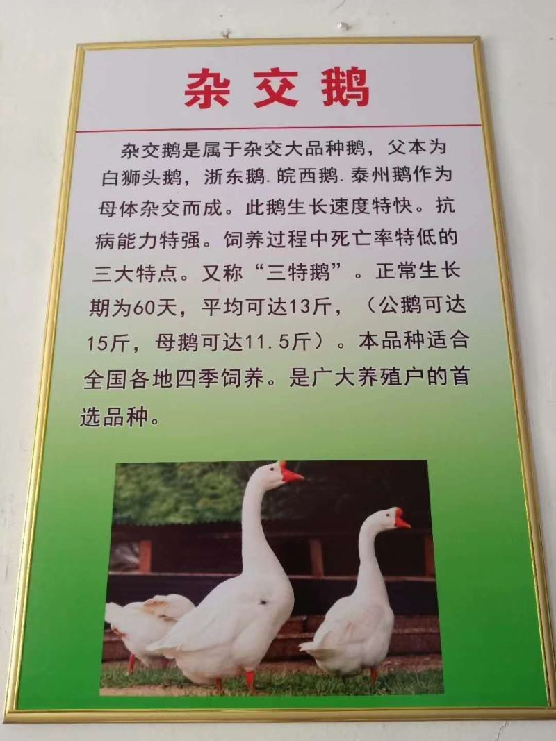 常年大量供应。各种幼鹅苗