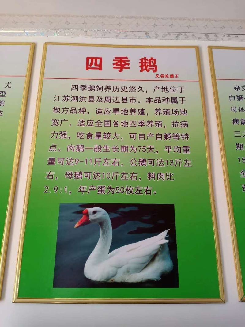 常年大量供应。各种幼鹅苗