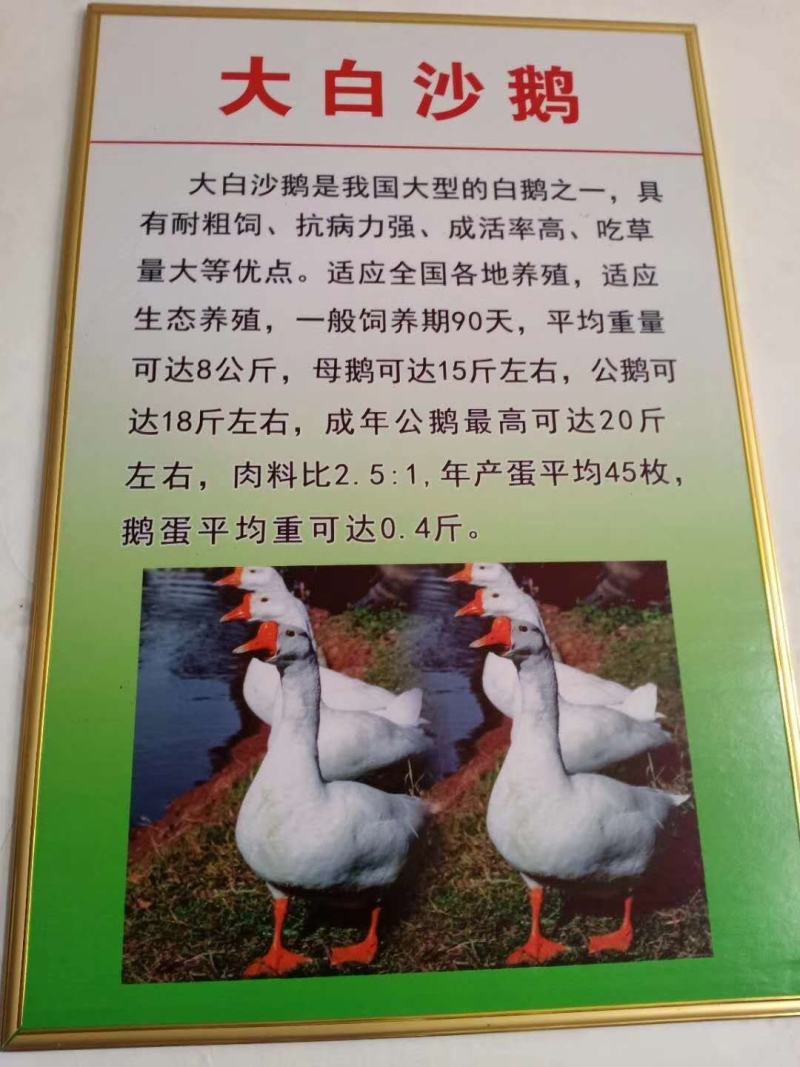 常年大量供应。各种幼鹅苗