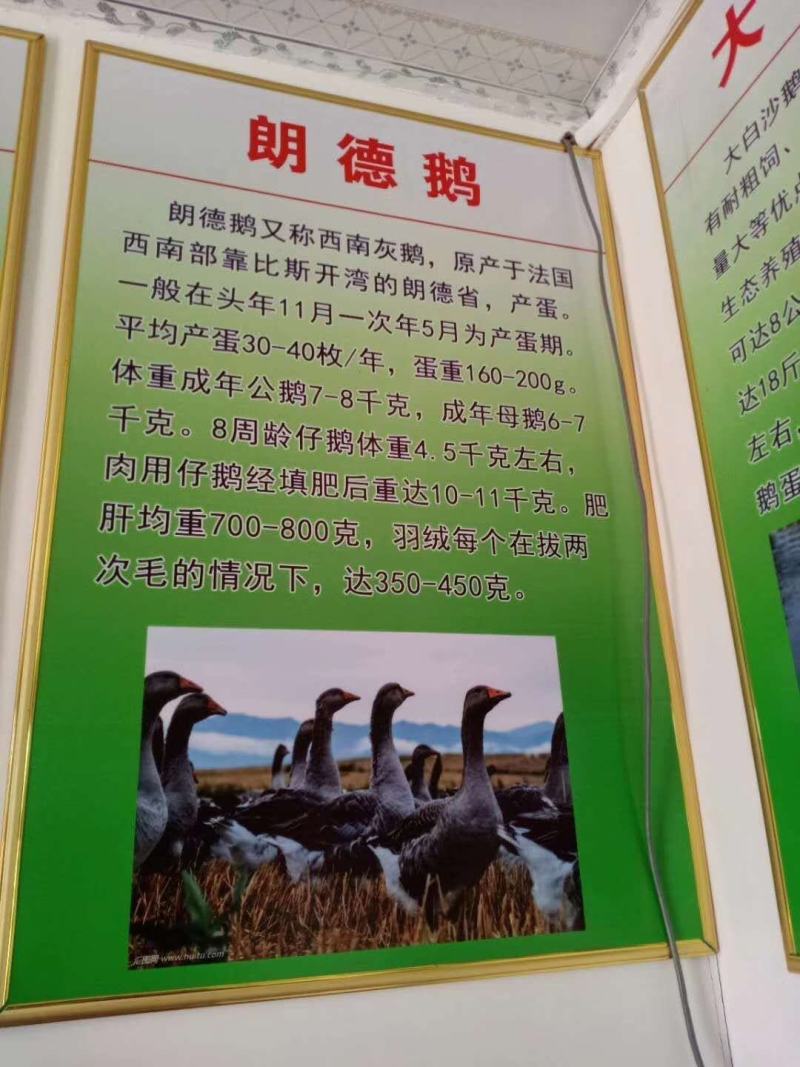常年大量供应。各种幼鹅苗