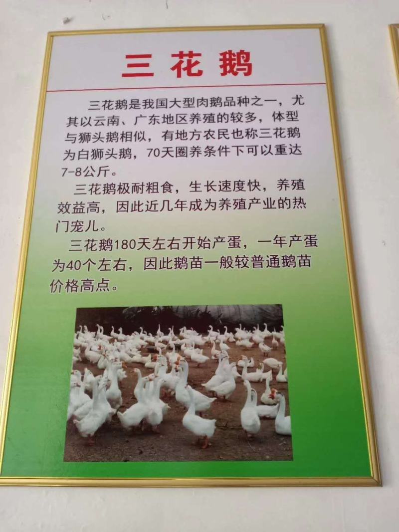 常年大量供应。各种幼鹅苗