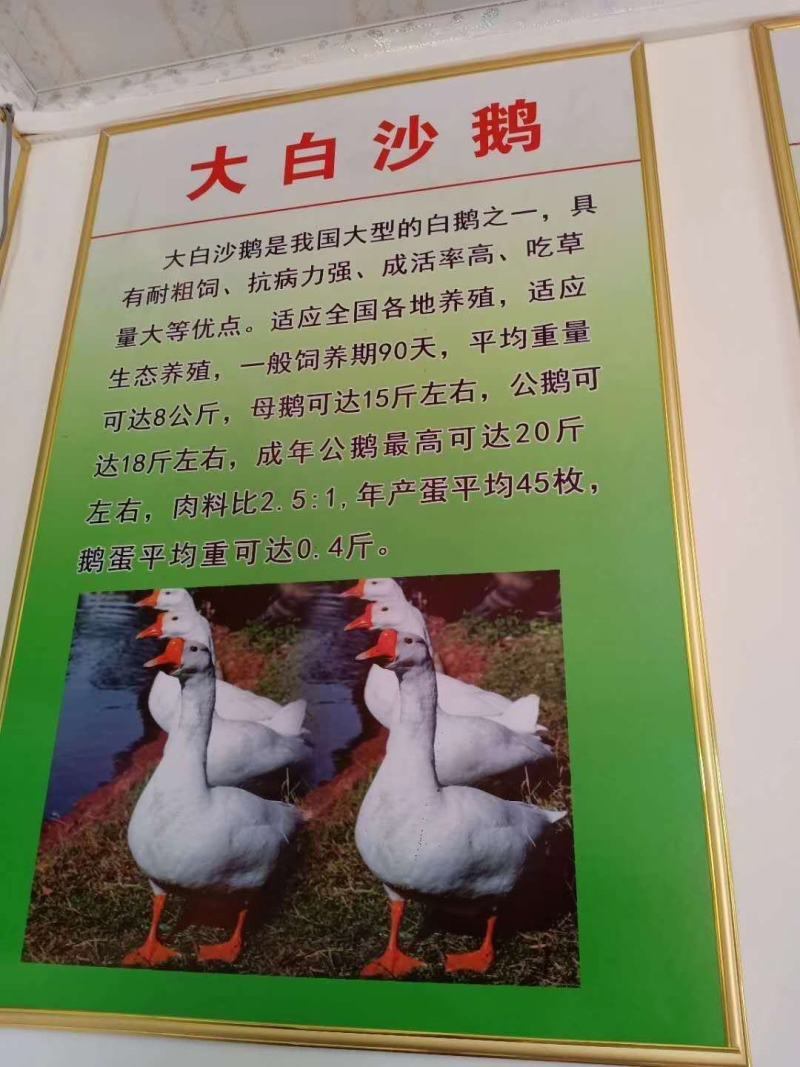 常年大量供应。各种幼鹅苗