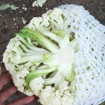 松花菜有机菜花散花大量供应走市场供应超市加工